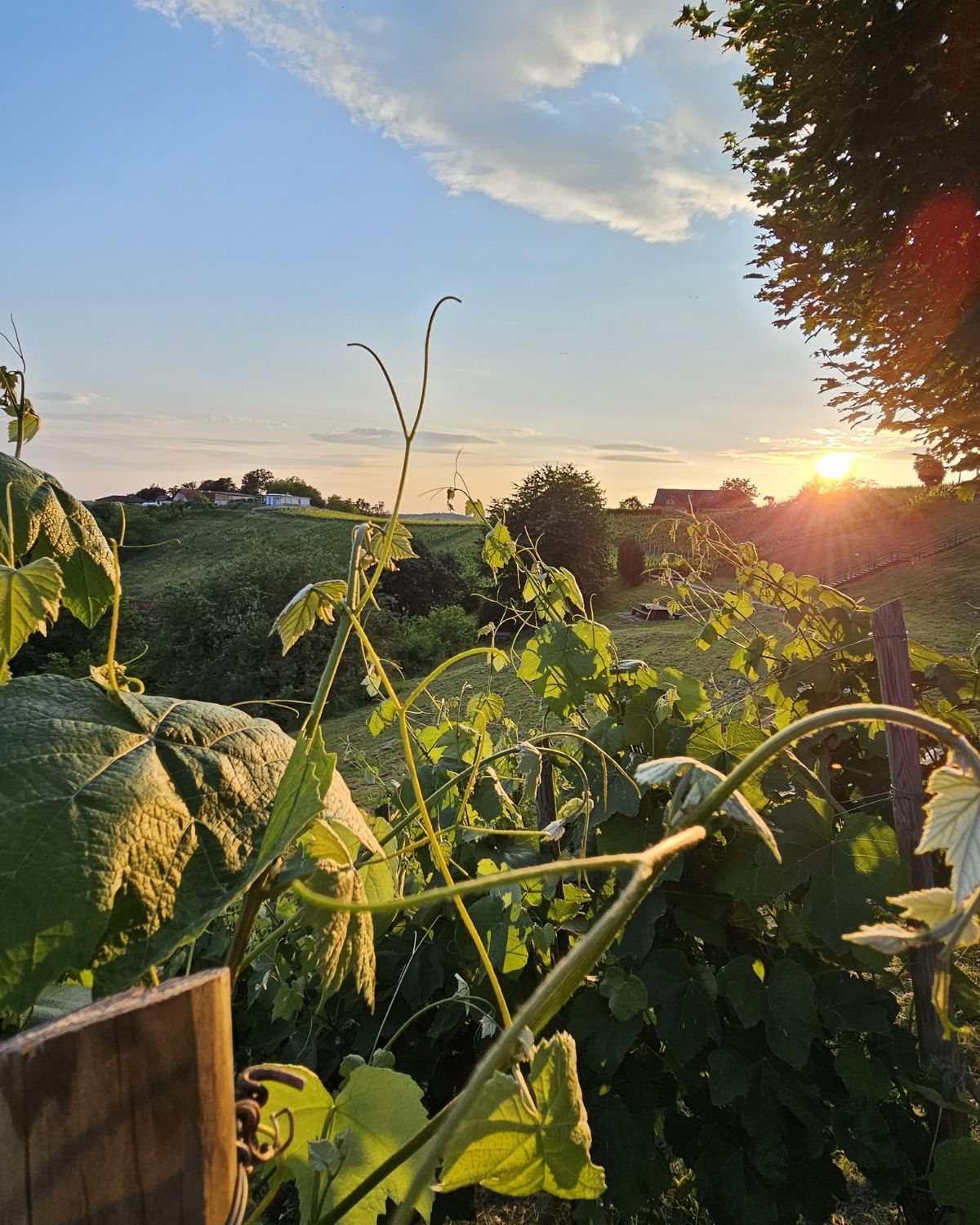 Mental Walk in der Südsteiermark – Ruhe und Klarheit in der Natur bei Abendlicht